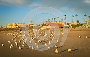 A Flock of Seagulls on Torrance Beach, Los Angeles County, California