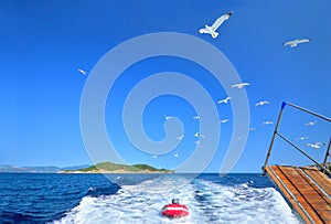 Flock of seagulls trailing the tourist boat, Skiathos, Greece
