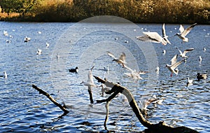 Flock of seagulls at Utterslev Mose photo