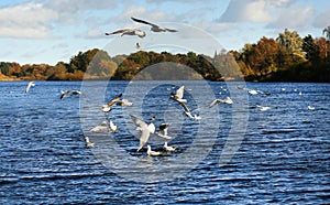 Flock of seagulls at Utterslev Mose photo