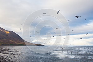 Flock of seaguls behind the boat.