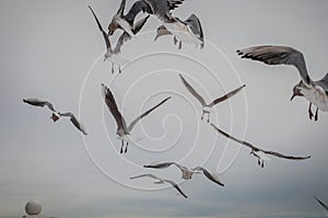 Flock of seaguls flying in a gray sky