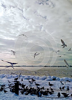 Flock of seaguls and pigeons gathering with cloudy skies in the background Steveston BC