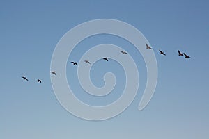 A flock of seasonally migrating geese in formation
