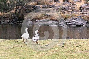 Flock set of wild white ducks walking on the grass in the forest