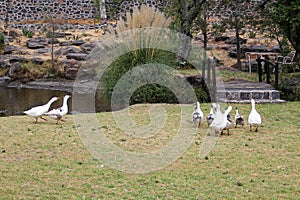 Flock set of wild white ducks walking on the grass in the forest