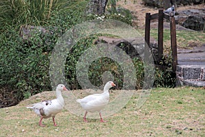 Flock set of wild white ducks walking on the grass in the forest