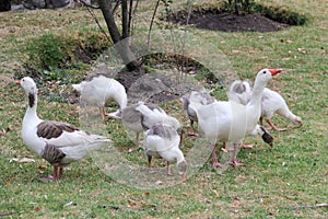 Flock set of wild white ducks walking on the grass in the forest