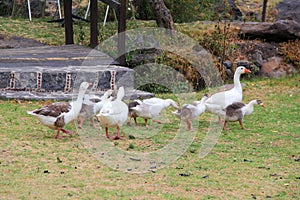 Flock set of wild white ducks walking on the grass in the forest