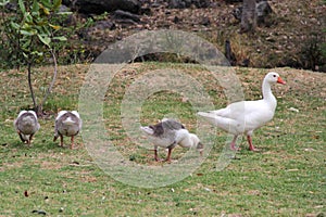 Flock set of wild white ducks walking on the grass in the forest