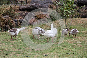 Flock set of wild white ducks walking on the grass in the forest