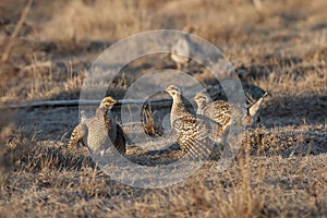 Flock of Sharp-Tailed Grouse, Tympanuchus phasianellus photo