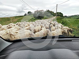 Flock of sheared sheep photographed from inside the car