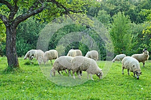 Flock of sheep