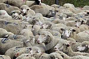 A flock of sheep photo