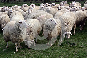 Flock of sheep