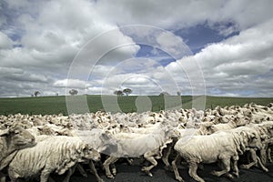 Flock of sheep