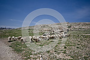 Flock of sheep