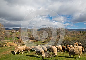 Flock of sheep