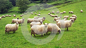 Flock of sheep