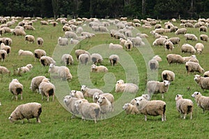 Flock of Sheep