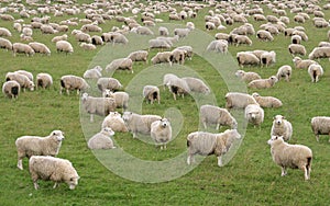 Rebano de oveja 