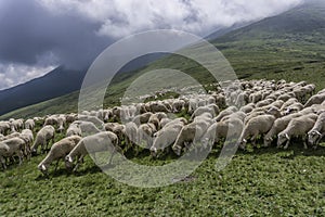 A flock of sheep