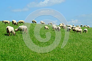 Flock of sheep