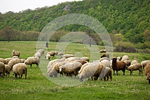 Flock of sheep