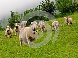 Flock of sheep photo