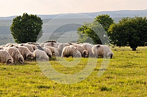 Flock of sheep