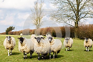 A flock of sheep