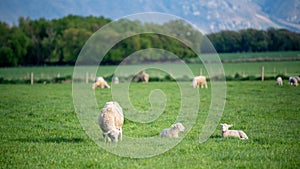 Flock Of Sheep In Agricultural Farm