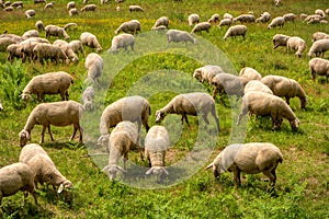 Flock of sheep along the long-distance hiking trail Neckarstei