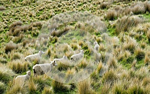 Sheep traveling among the bushes on hillside of New Zealand