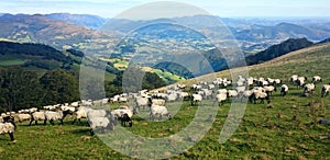 Flock of sheep in the Atlantic Pyrenees on the French Way of Santiago