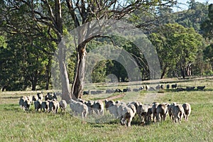 Flock of Sheep in Australia photo