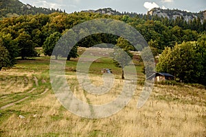 Flock of sheep on beautiful mountain meadow.