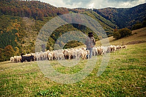 Stádo ovcí na krásné horské louce.