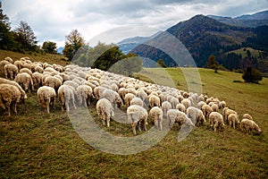 Stádo ovcí na krásné horské louce.