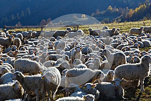 Flock of sheep on beautiful mountain meadow.