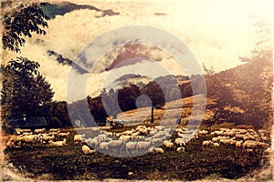 Flock of sheep on beautiful mountain meadow, old photo effect.