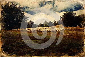 Flock of sheep on beautiful mountain meadow, old photo effect.