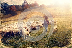 Stádo ovcí na krásné horské louce, starý fotografický efekt.