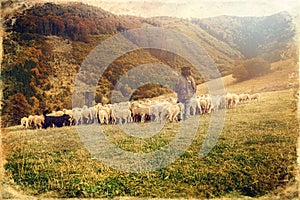 Stádo ovcí na krásné horské louce, starý fotografický efekt.
