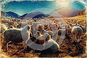 Flock of sheep on beautiful mountain meadow, old photo effect.