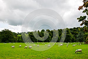 Flock of Sheep on Beautiful Mountain Meadow in Peak District Nat