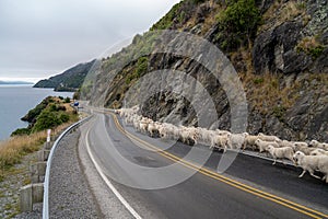 Flock of sheep being herded down a rural, highway road to Queenstown on New Zealand`s South Island