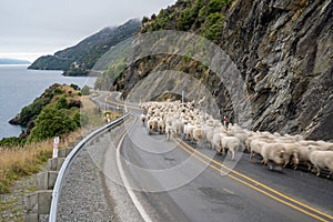 Flock of sheep being herded down a rural, highway road to Queenstown on New Zealand`s South Island