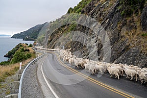 Flock of sheep being herded down a rural, highway road to Queenstown on New Zealand`s South Island